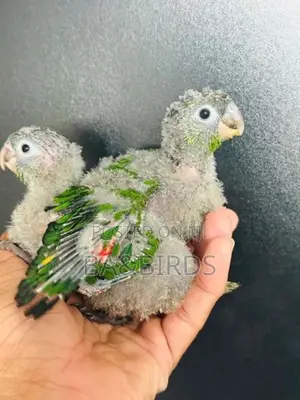 Black Cap Conner Chick