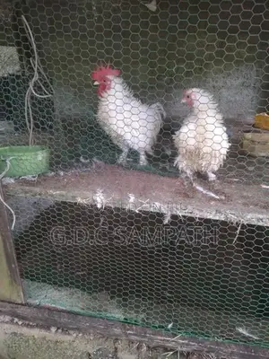 බෙන්ටෙන් කිකිලියි කුකුලයි