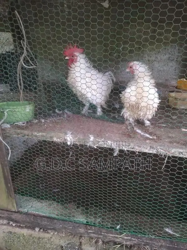 බෙන්ටෙන් කිකිලියි කුකුලයි