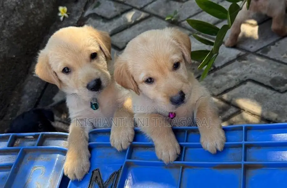 Labrador Puppies