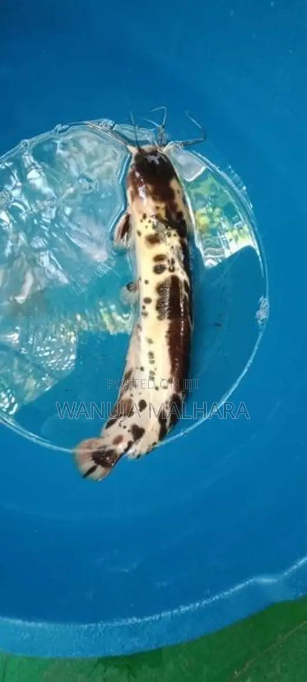 Marbled CatFish මාබල් කැට්ෆිශ්