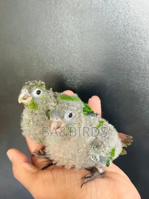 Black Cap Conner Chick