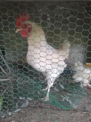 බෙන්ටෙන් කිකිලියි කුකුලයි