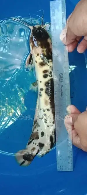 Marbled CatFish මාබල් කැට්ෆිශ්
