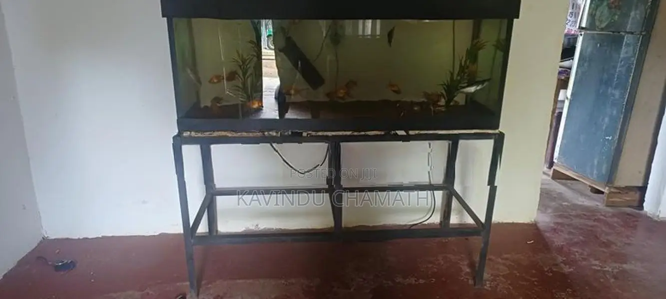 Fish Tank