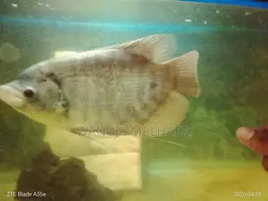Gurami රත්දැල්ලා