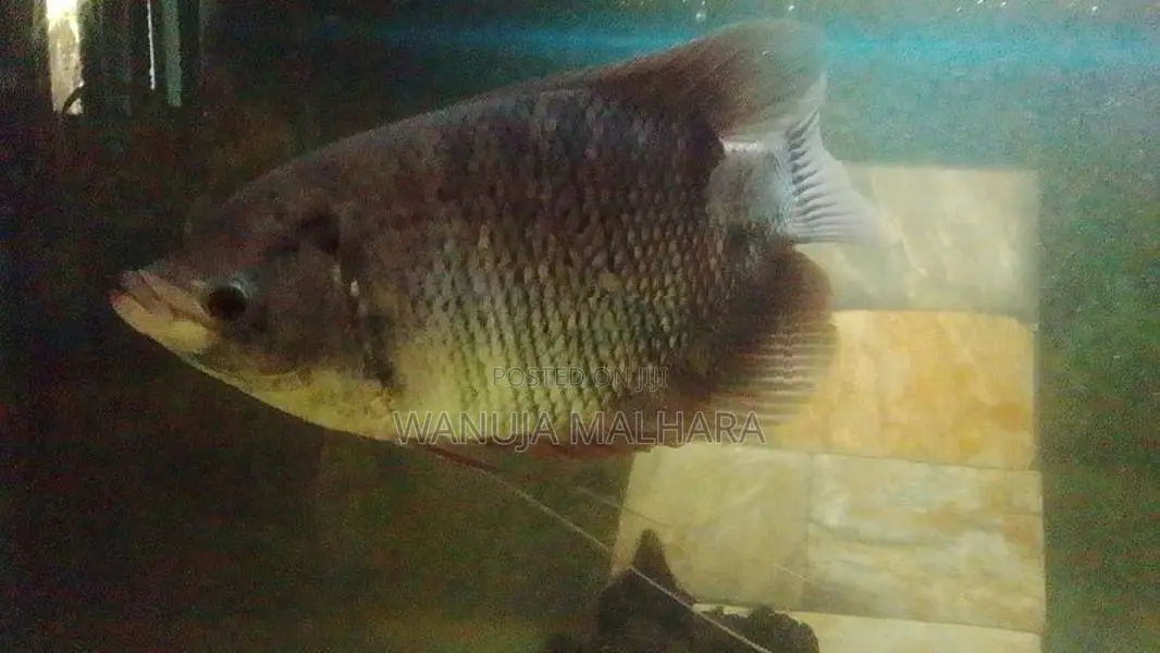 Gurami රත්දැල්ලා