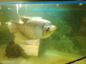 Gurami රත්දැල්ලා
