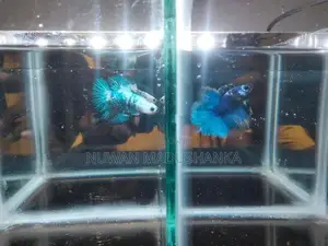 Fighter Fish