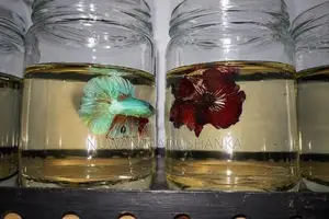 Fighter Fish