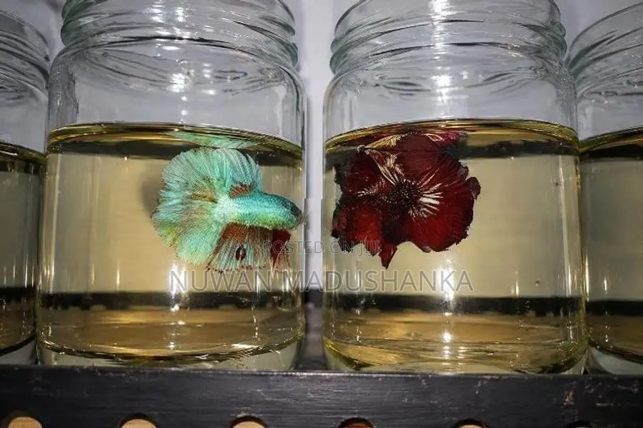 Fighter Fish