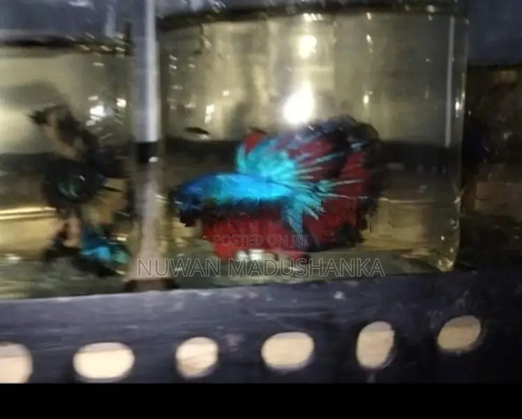 Fighter Fish