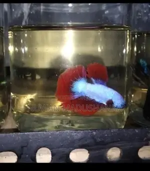 Fighter Fish