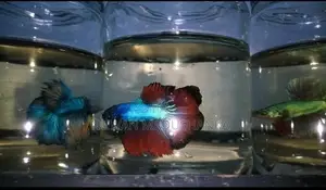 Fighter Fish