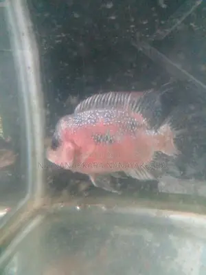 Red Dragan Flower Horn Fish