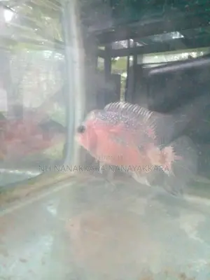 Red Dragan Flower Horn Fish