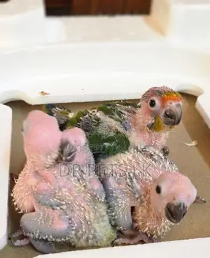 Sun Conure Bird Hand Feeding Chicks