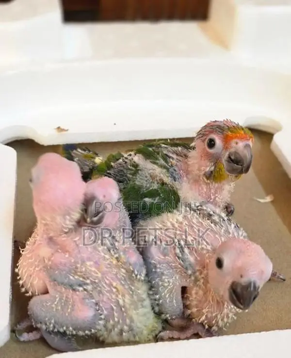 Sun Conure Bird Hand Feeding Chicks