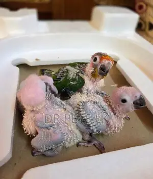 Sun Conure Bird Hand Feeding Chicks