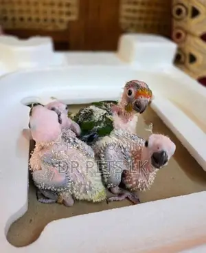Sun Conure Bird Hand Feeding Chicks