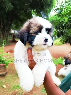 Shih Tzu Puppies