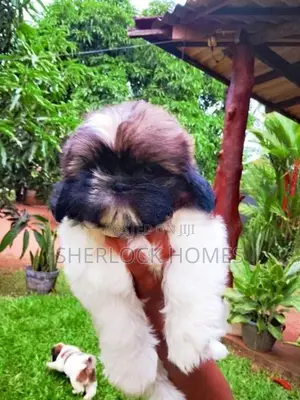 Shih Tzu Puppies