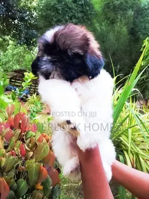 Shih Tzu Puppies