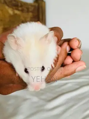 Hamster