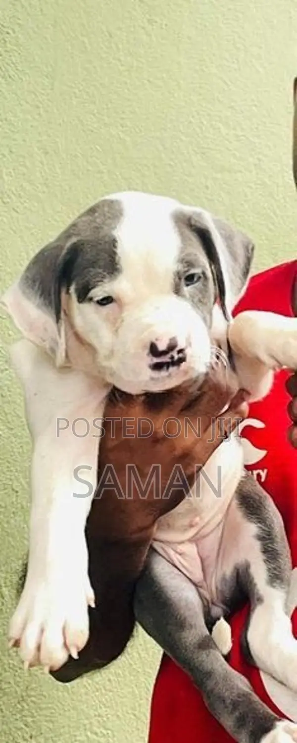 Amarican Bully Xl Puppies