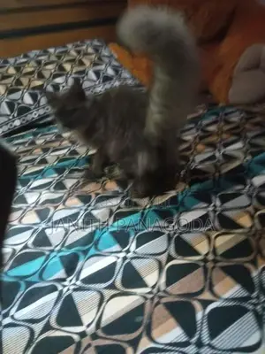 Persian Kittens