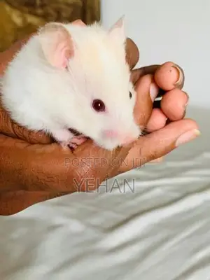 Hamster