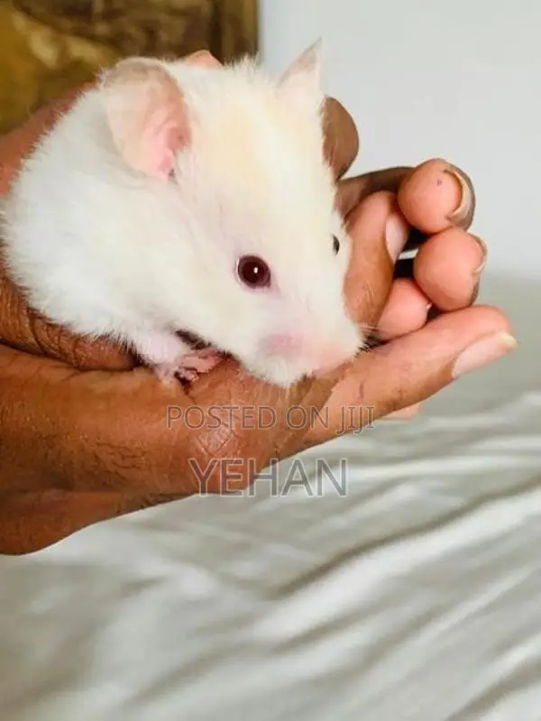 Hamster