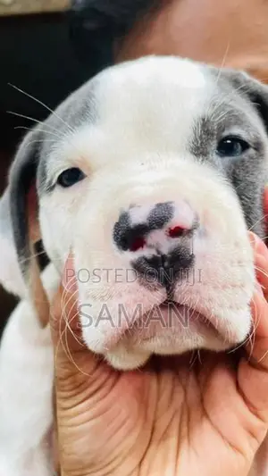 Amarican Bully Xl Puppies