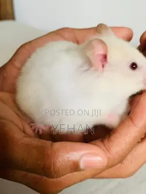 Hamster