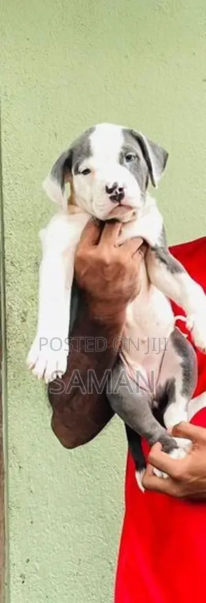Amarican Bully Xl Puppies