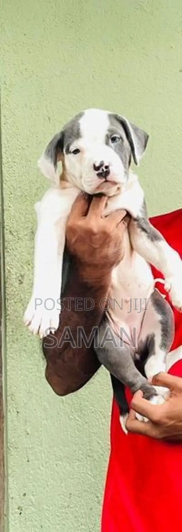 Amarican Bully Xl Puppies