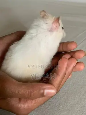 Hamster