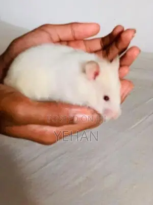 Hamster