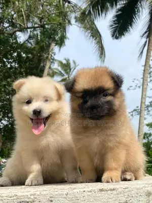 Pomeranian Puppy