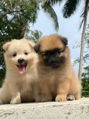 Pomeranian Puppy
