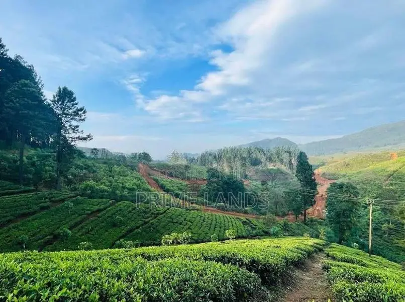 Best View point land for sale Ramboda Upper