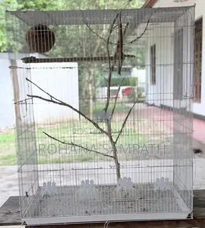 Bird Cage