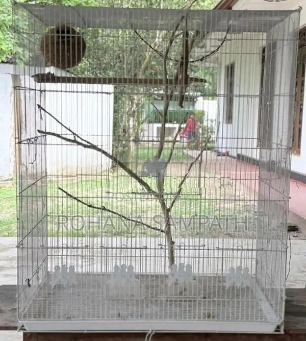 Bird Cage