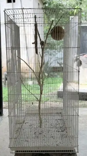 Bird Cage
