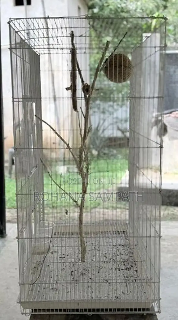 Bird Cage
