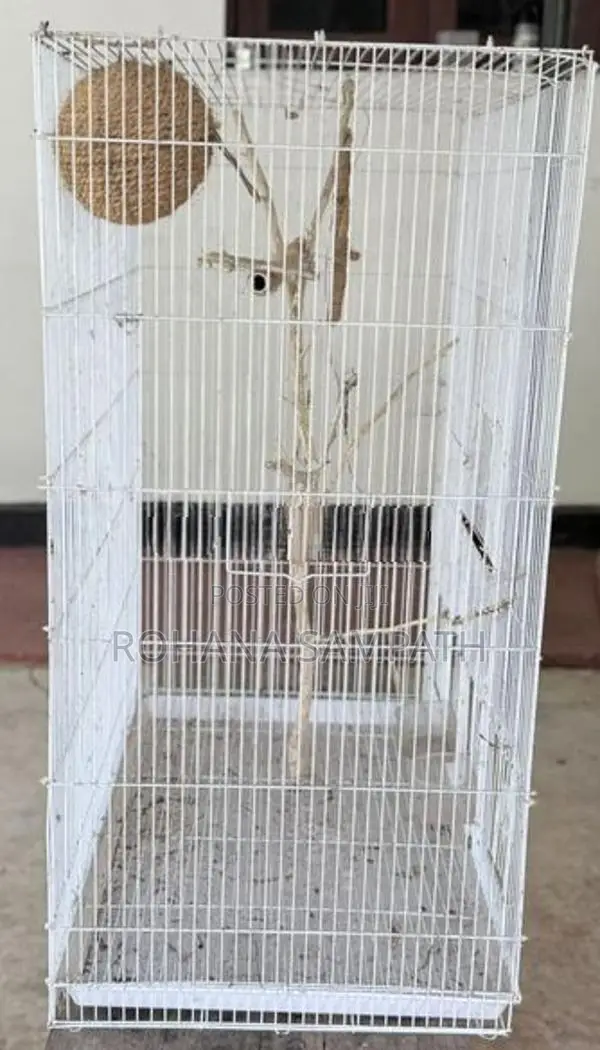 Bird Cage