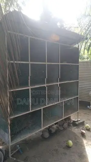 Bird Cage