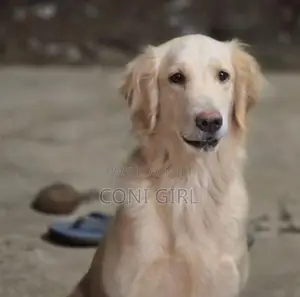 Female Golden Retriever Dog