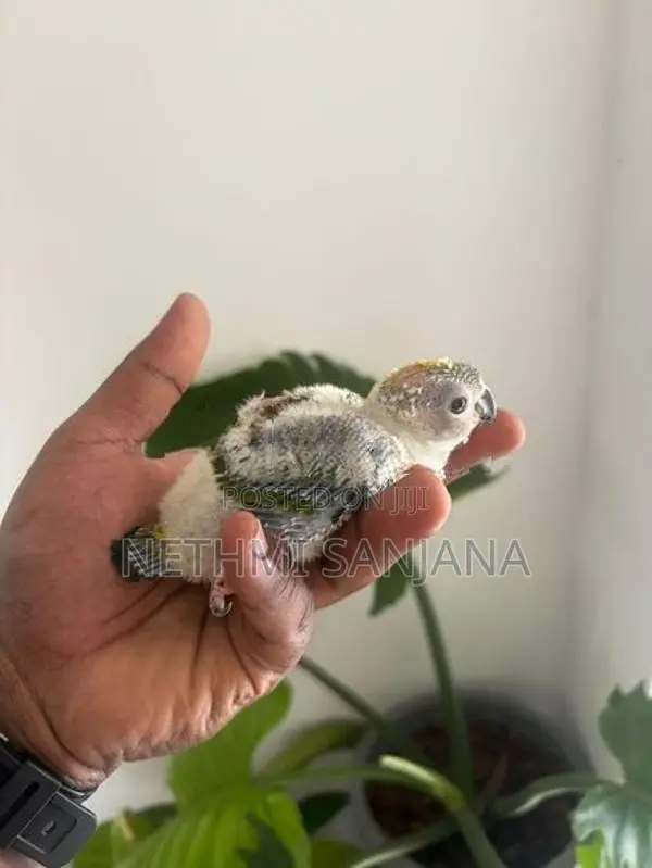 Sun Conure Chicks