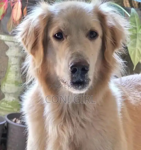 Female Golden Retriever Dog